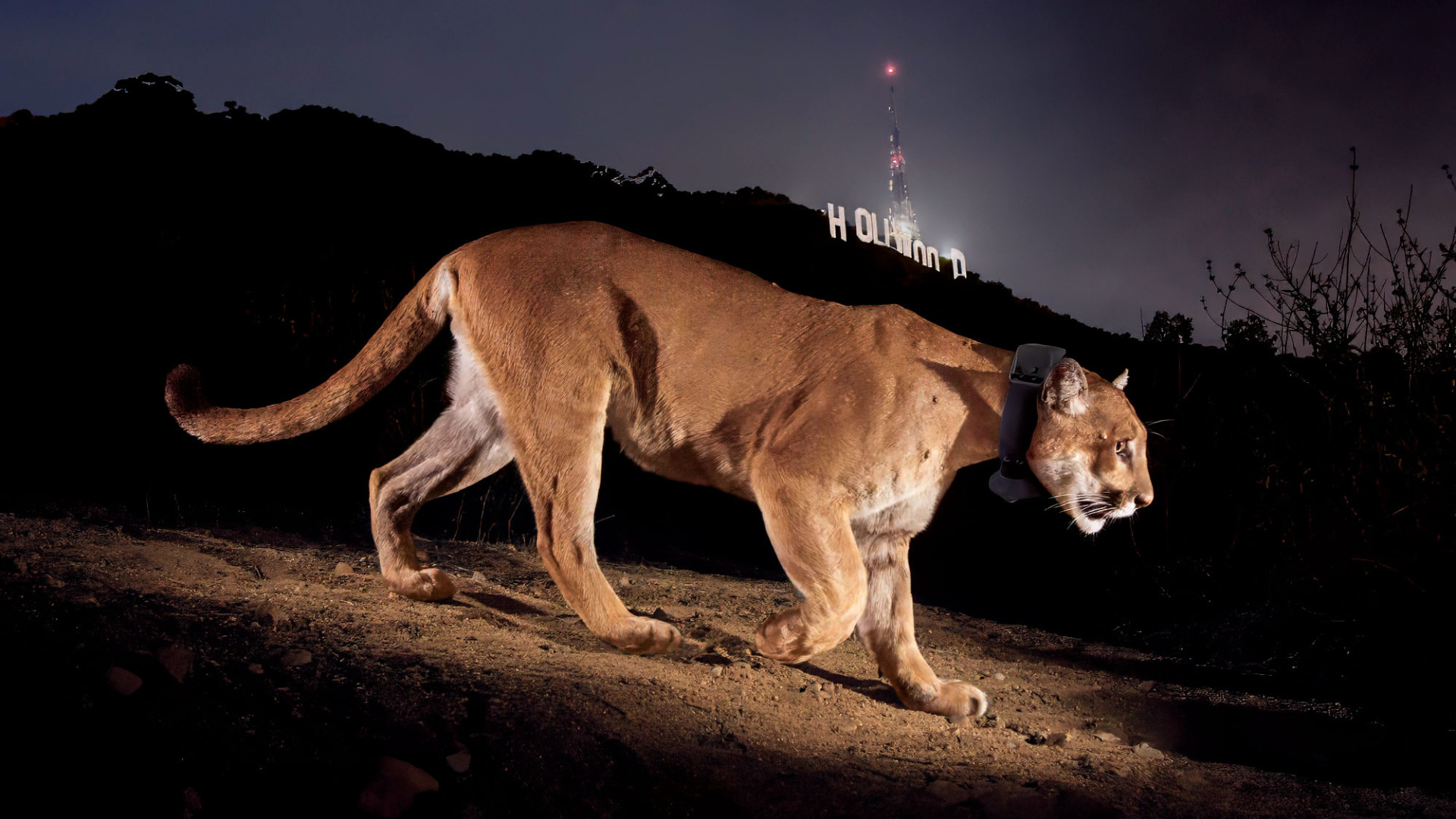 Hollywood Mountain Lion
